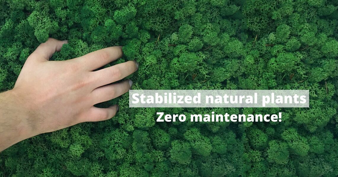 Zero maintenance for stabilized natural plants, a practical solution for interior design