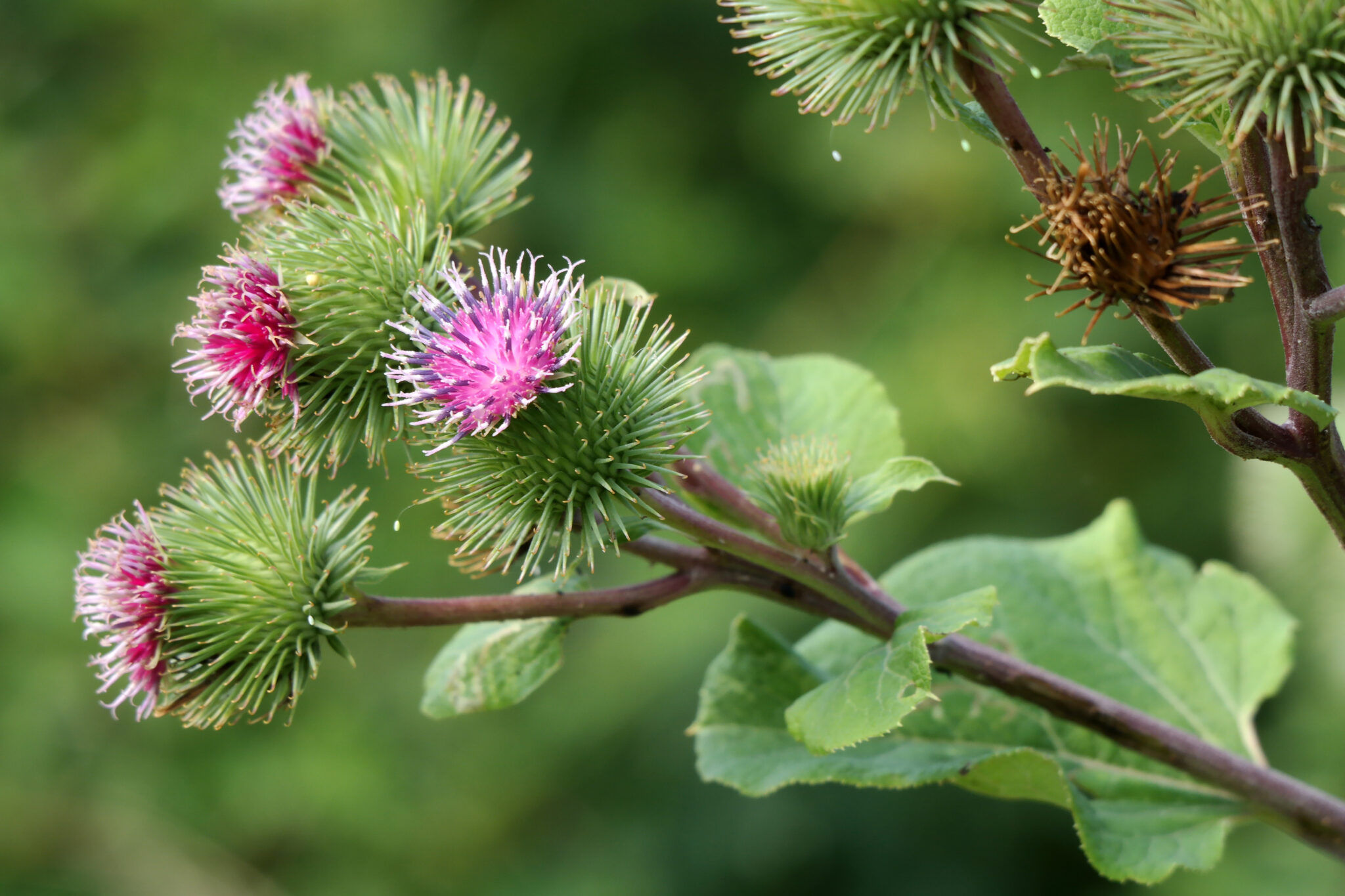 Biomimicry: Nature as model, measure and mentor | Verde Profilo